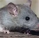 Звук мыши. Мышиные звуки. Звук крысы. Звуковые мышки.