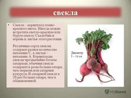 Свекла образует корнеплоды
