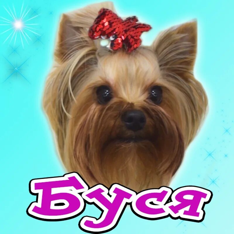 Дэн, жоржик, буся, мия, алиса, викки. Собачка буся. Шавка буся. Буся имя для собаки. Смотреть ромину собаку пур бусю.