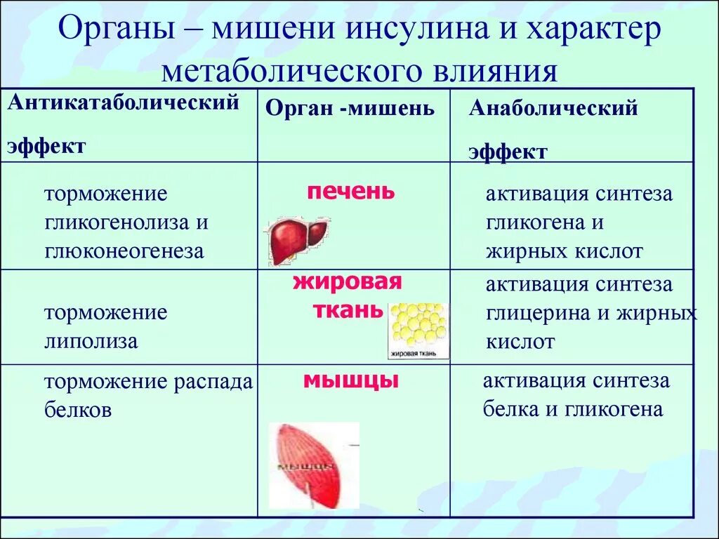 Основные органы мишени инсулина. Основные органы/ткани мишени для гормона инсулина - это:. Ткани мишени инсулина биохимия. Инсулин клетки мишени органы.