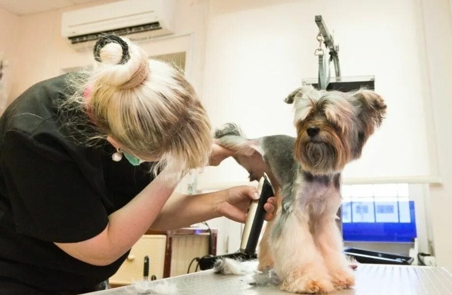 грумминг салон для животных. парикмахерская для собак. красивая девушка грумер. Shelby груминг депо. парикмахерская для собак.