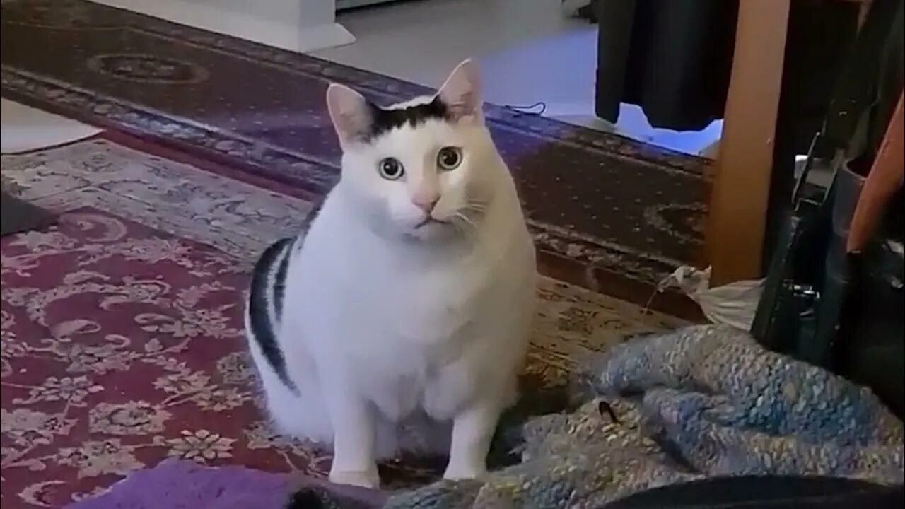Мем с котом который крутится под музыку AwkwardPotato03 YouTube