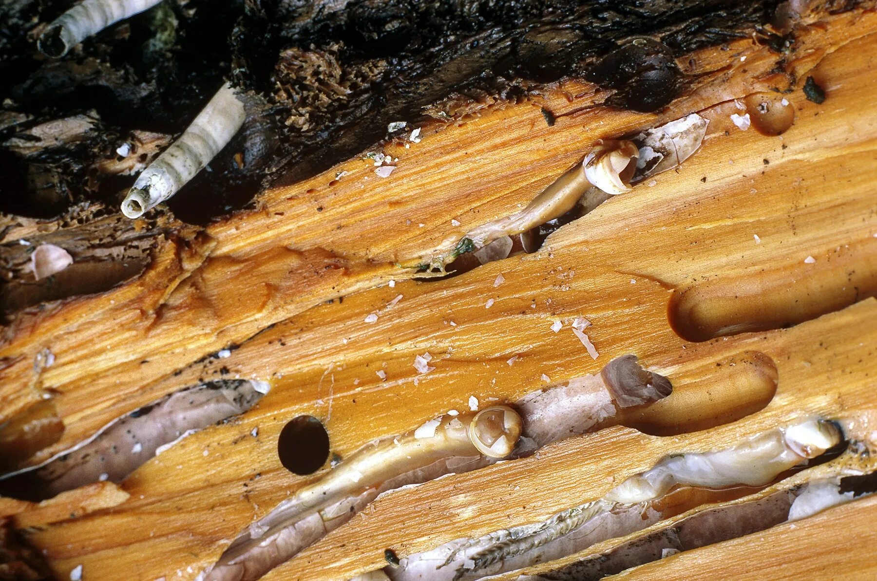 пашенный червь, aporrectodea caliginosa. дождевой червь выползок. сосновый пилильщик гусеница. червь березы. личинка жука короеда.