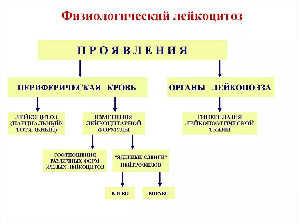 Физиологический лейкоцитоз. Виды физиологического лейкоцитоза. Физиологический лейкоцитоз наблюдается при. Лейкоцитоз физиологический и патологический.