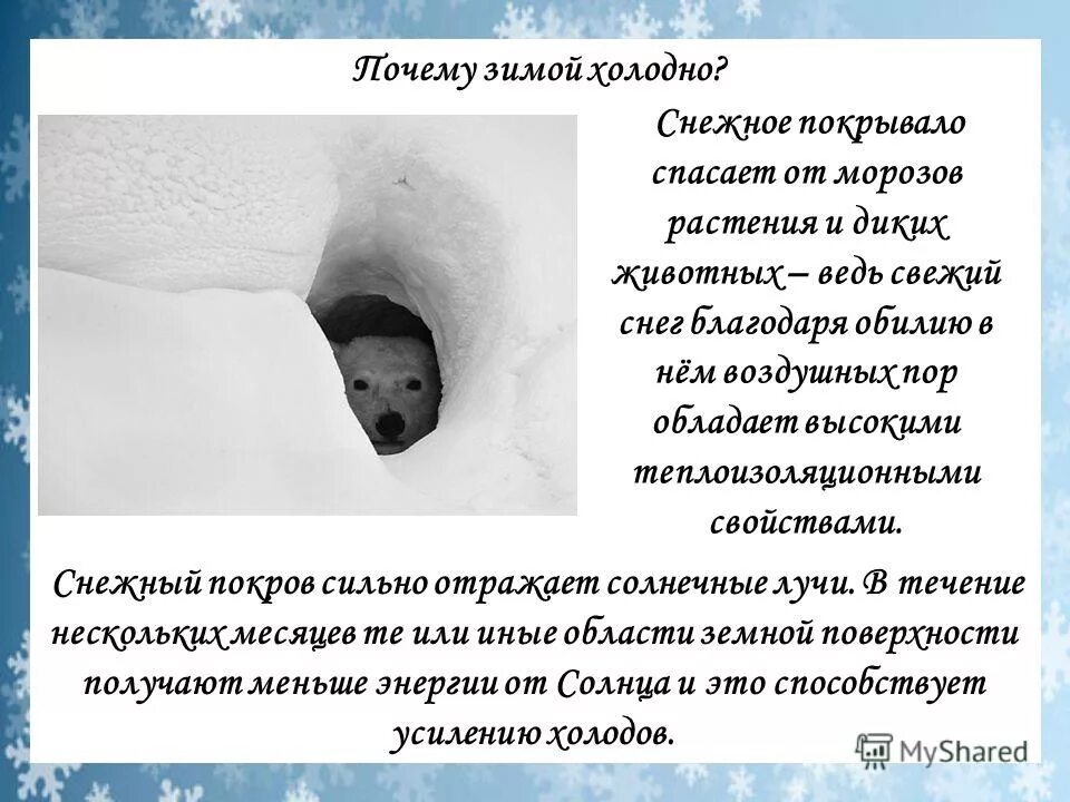 Почему в холодную погоду многие животные. Почему зимой холодно. Снежный Покров это определение. Почему летом тепло а зимой холодно. Запас влаги в Снежном Покрове.