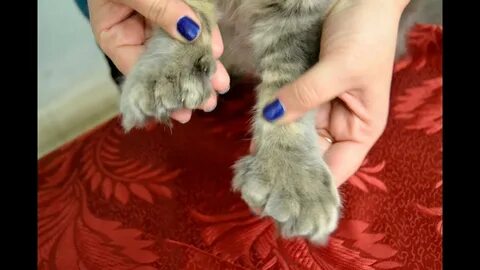 Сколько пальчиков у котиков на 4 лапах