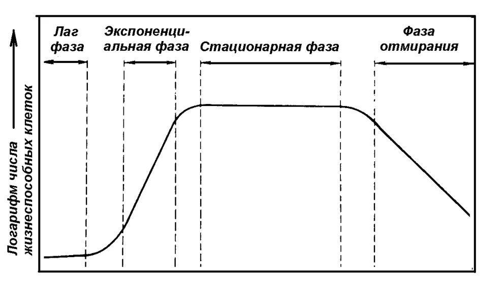 Стационарная кривая. Лаг фаза роста бактерий. Кривая роста бактерий в питательной среде. Лаг фаза экспоненциальная фаза. Фазы размножения бактерий лаг-фаза.