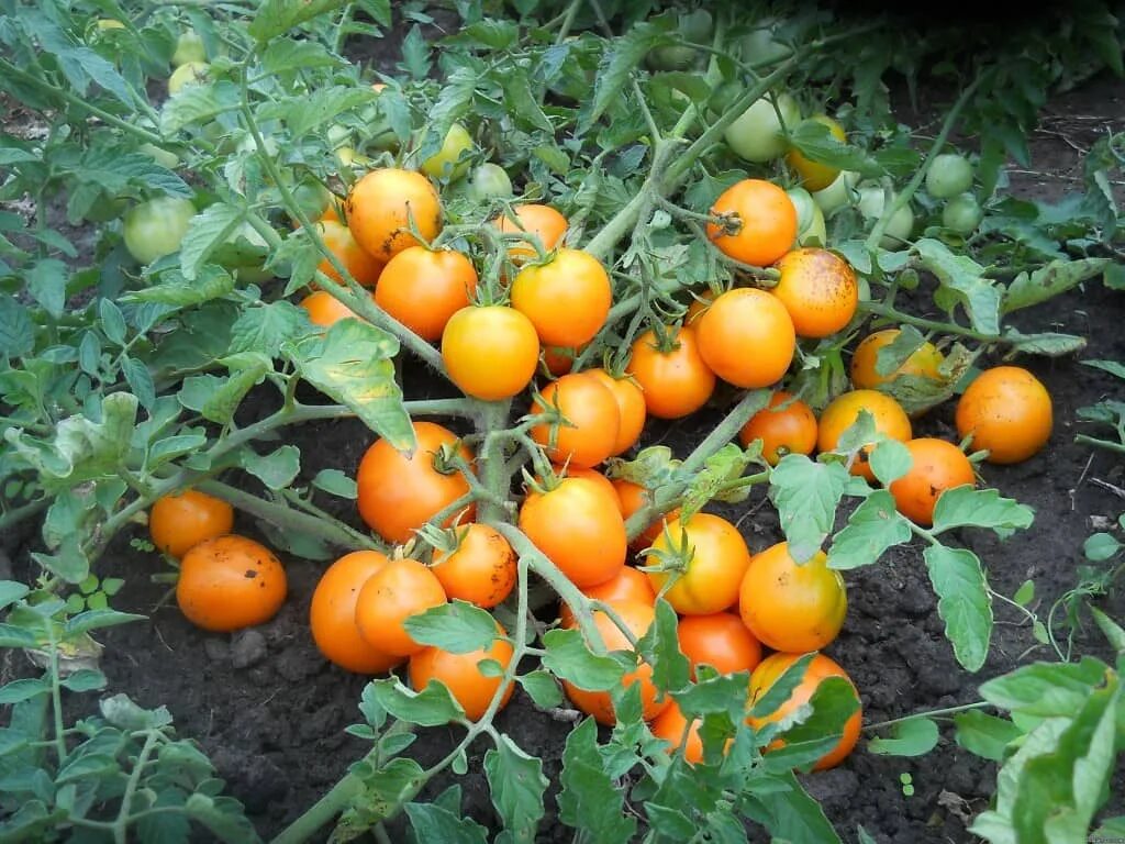 Лучшие сорта низкорослых