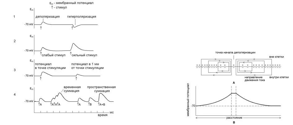 Регенеративная деполяризация физиология. График деполяризации. Деполяризация мембраны это. Феномен регенеративной деполяризации. Деполяризация мембраны клетки