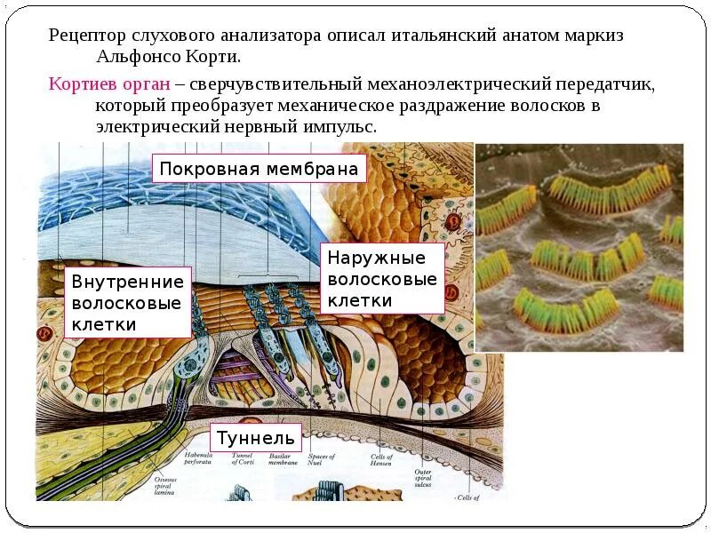 Слуховые рецепторные клетки. Ухо строение волосковые клетки. Рецепторные клетки слухового анализатора. Текториальная мембрана. Слуховой анализатор кортиев орган.