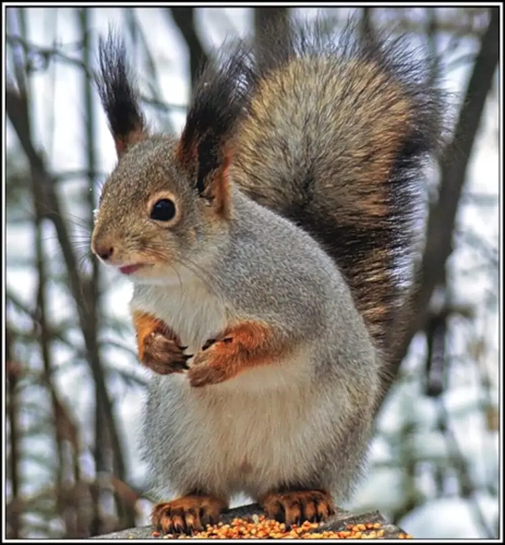 Белка летом и зимой для детей. Белка зимой и летом. Окрас белки зимой и летом. Окрас белки зимой и летом. Белка в природе.