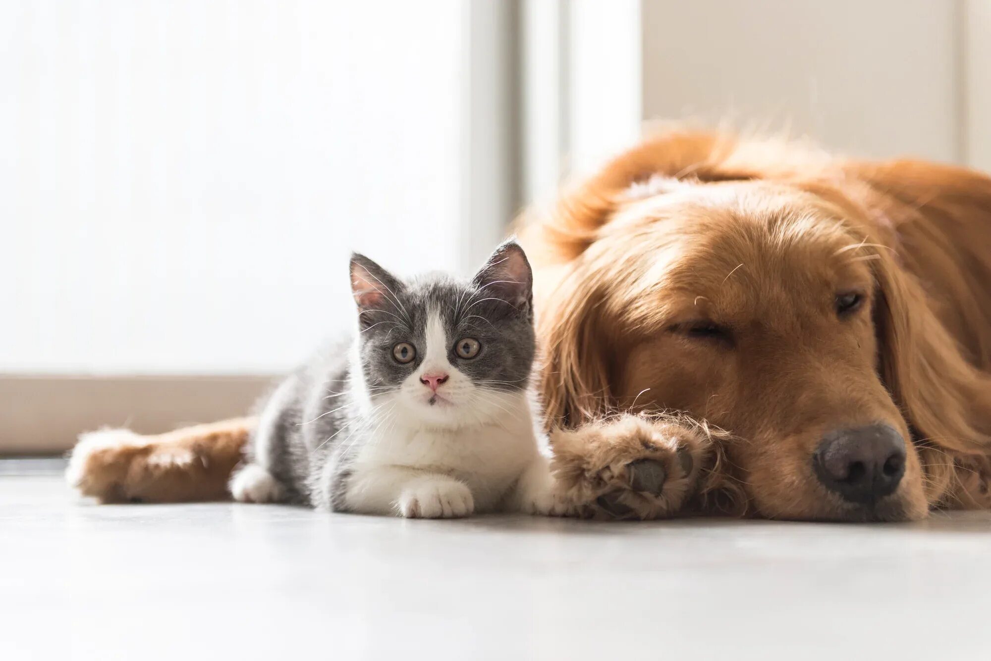 Про говорящих животных. Кошки и собаки. Кот и собака вместе. Забавные домашние животные. Животные друзья.