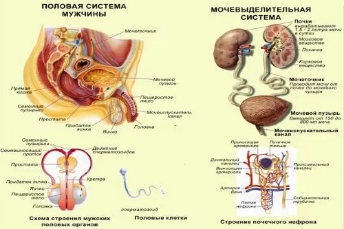 Строение мочеполовой системы женщины анатомия рисунок. Строение мочевой и половой системы у женщин. Строение мочеполовой системы у женщин схема. Строение мужской половой системы анатомия.