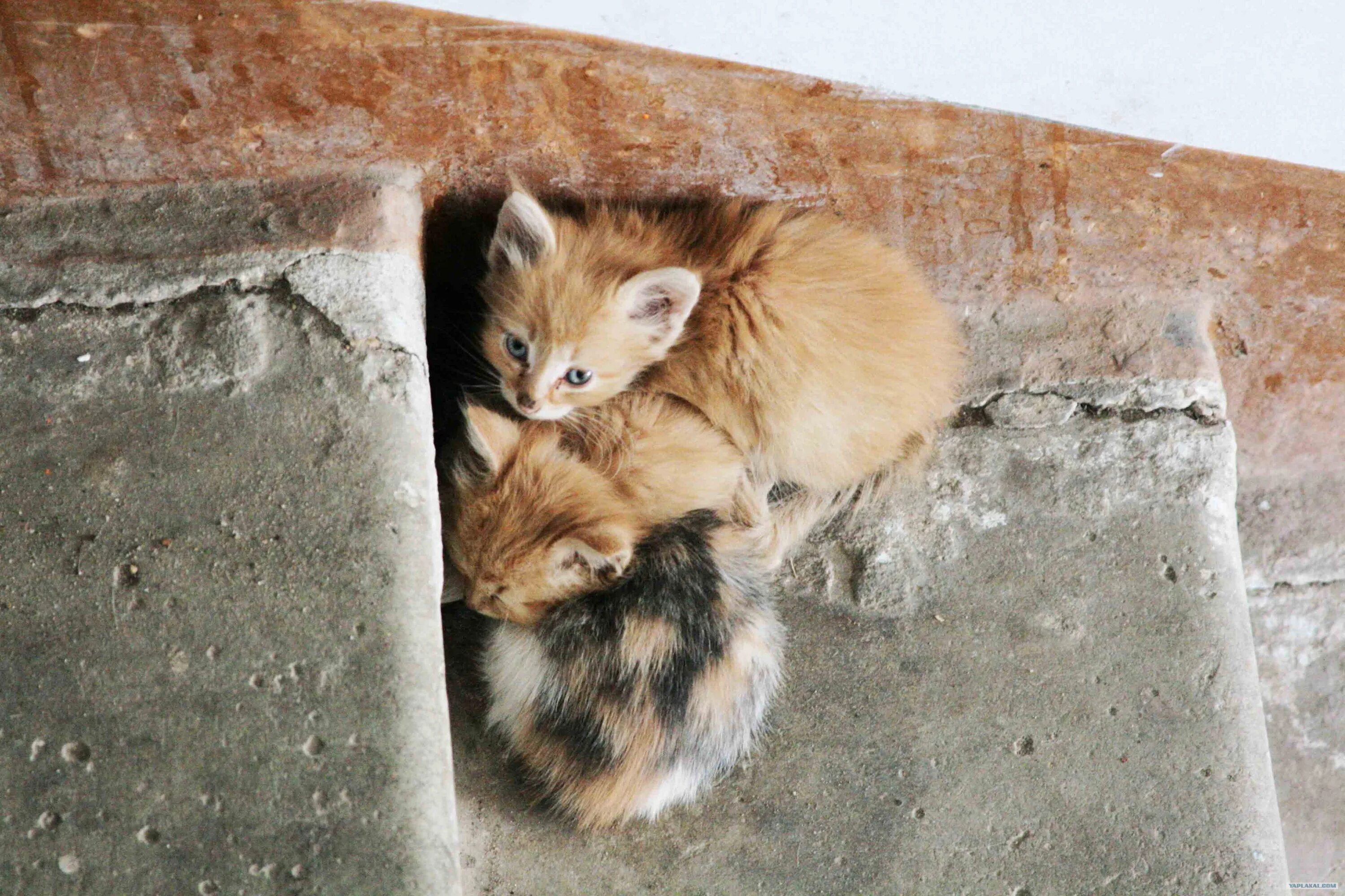 Бездомный кот. Брошенные маленькие котята. Бездомные котята. Бездомные котята. Бедные котята.