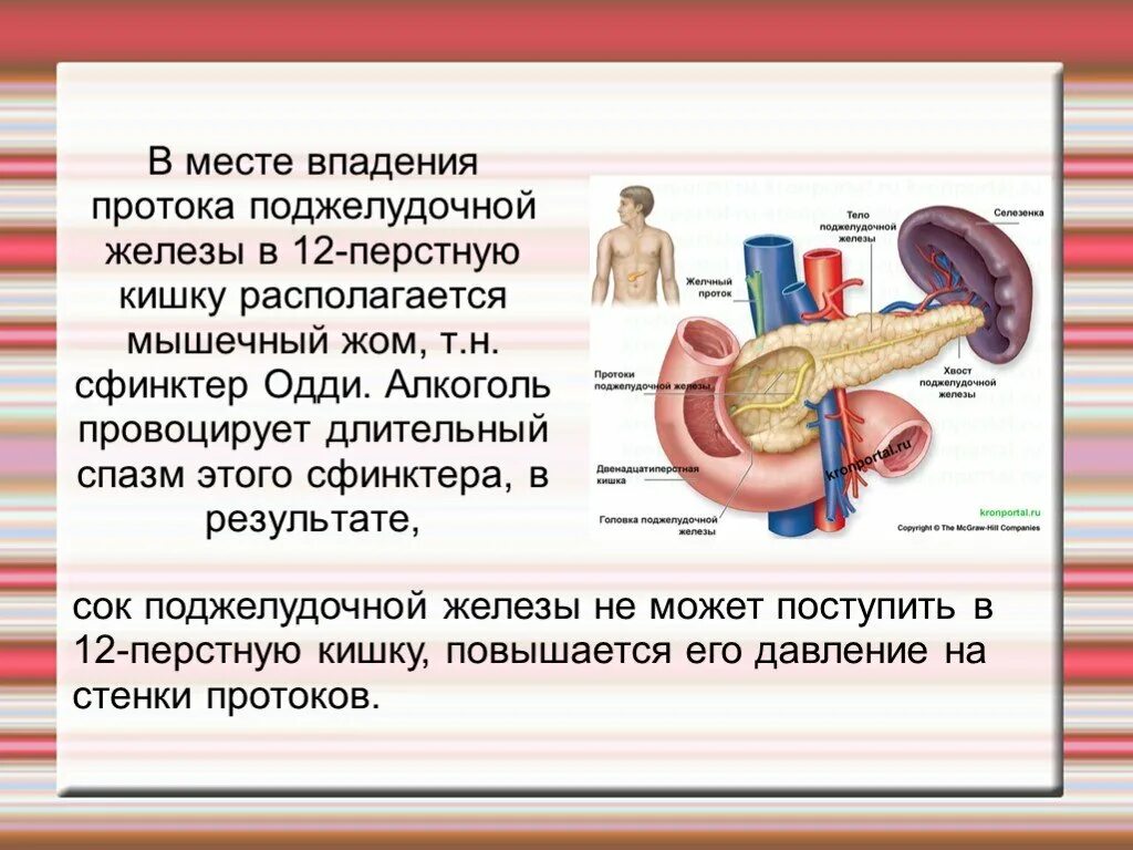 12 Перстная кишка проток поджелудочной железы. Впадают протоки поджелудочной железы. Место впадения протока поджелудочной железы. Выпадабт потоки поджелудочной железы.