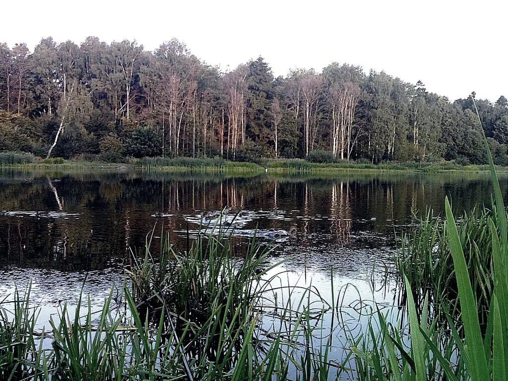 Заказник северный парк москва. Свао парк долгие пруды. Долгопрудненский лесопарк озеро. Заказник долгие пруды. Долга пруд.