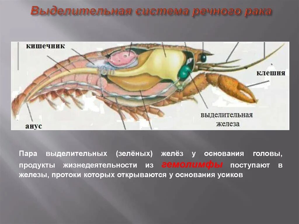 Органы выделения речного рака