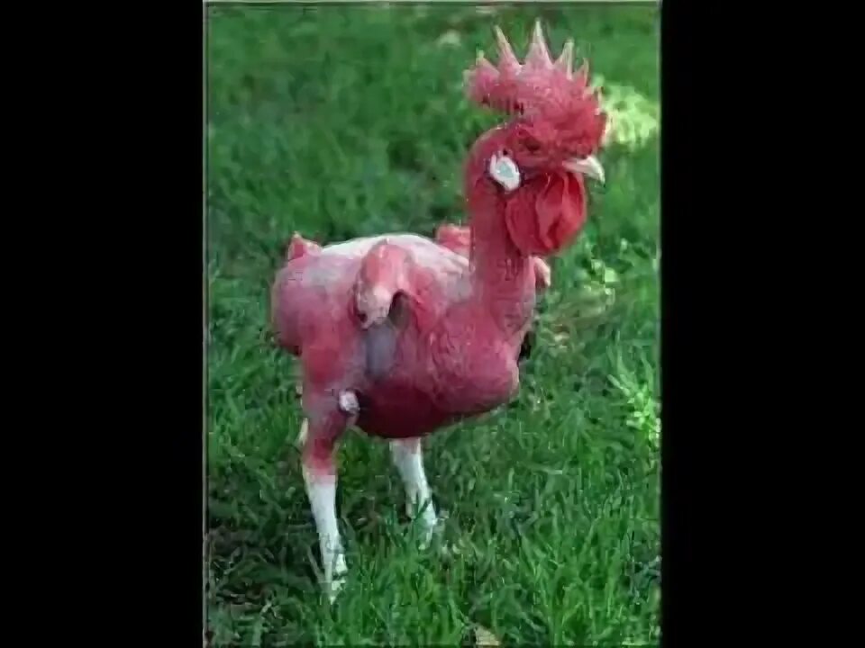 A featherless chicken "dances" in front of the camera. Pet portraits, Animals, A