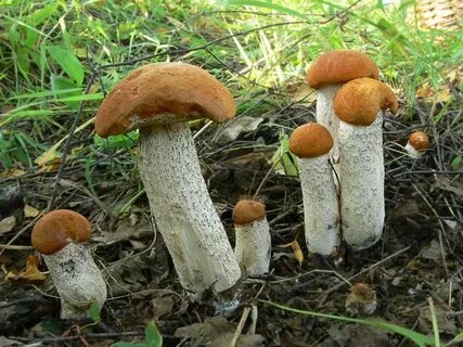 Архангельские грибы