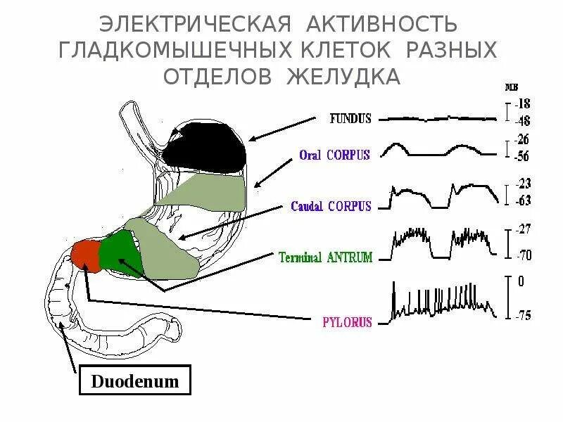 Электрическая активность клеток. Электрическая активность желудка. Активность желудка что это. Типы электрической активности ЖКТ. Электрическая активность гладкомышечных клеток физиология.