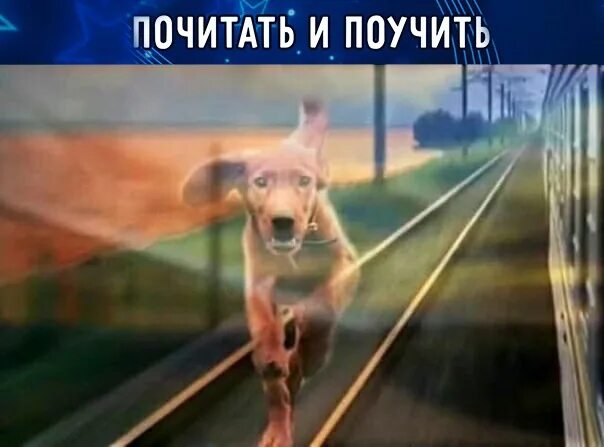 Собака бежит за поездом. Рыжая собака бежит.