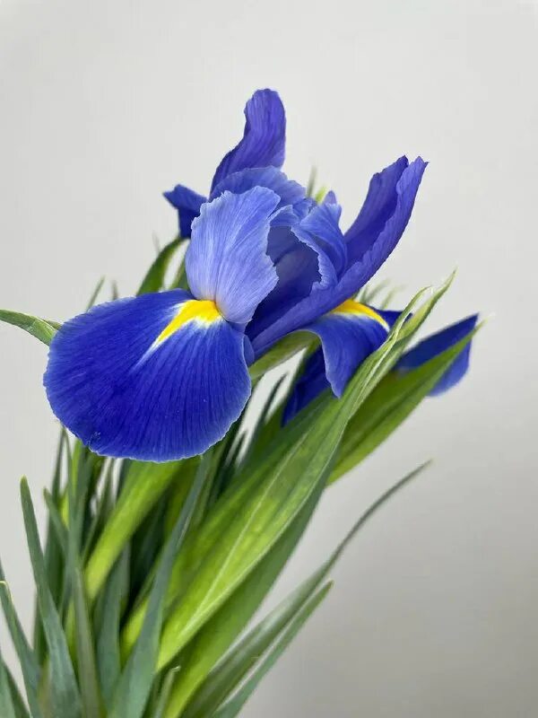 Ирис луковичный блю мэджик. Как получить ирис. Ирисы бородатые интермедия. Ирис соцветие. Ирис германский элизабет полдарк.