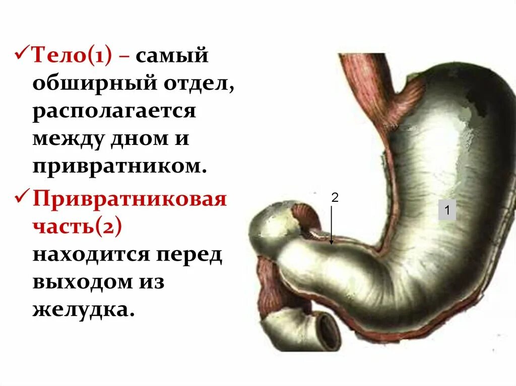 4 части желудка. Пилорический отдел желудка это привратник. Малая кривизна тела желудка. Пилорический отдел желудка анатомия. Строение желудка привратник.