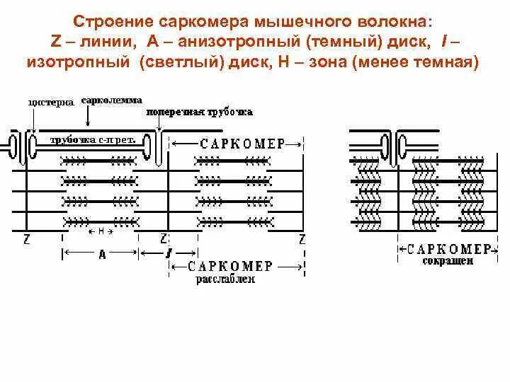 Саркомера мышечного волокна. Схема строения саркомера. Строение саркомера мышечного волокна. Строение саркомера мышечного волокна физиология. Строение саркомера физиология.