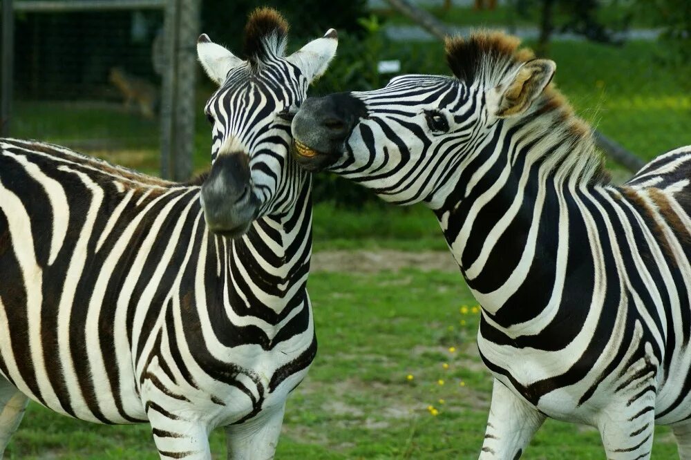 Zebra работа