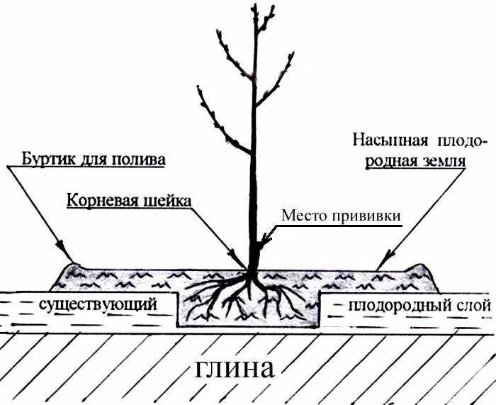 Корневой уровень. Саженец яблони схема. Схема посадка саженца плодовых деревьев. Схема посадки яблони весной. Схема посадки саженца яблони.