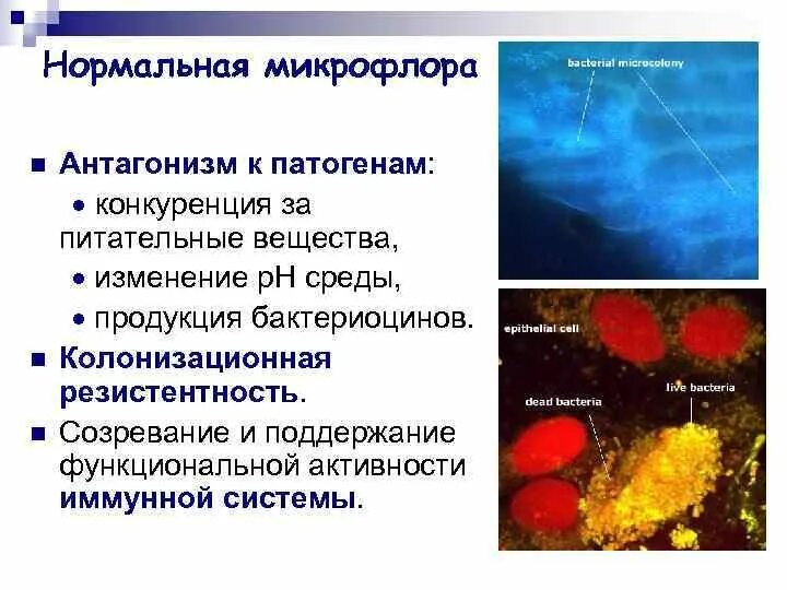 Колонизационная резистентность. Антагонизм нормальной микрофлоры. Иммунологическая активность. Антагонистическое действие нормальной микрофлоры. Участие микрофлоры в колонизационной резистентности.