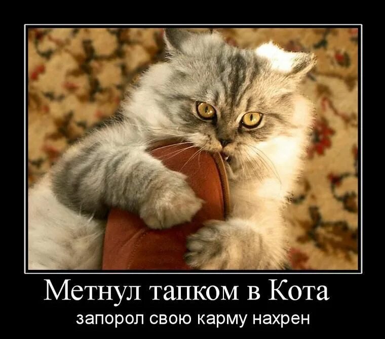 Испорченная карма. Мемы про карму. Карма мем. Котики демотиваторы. Испорченная карма.