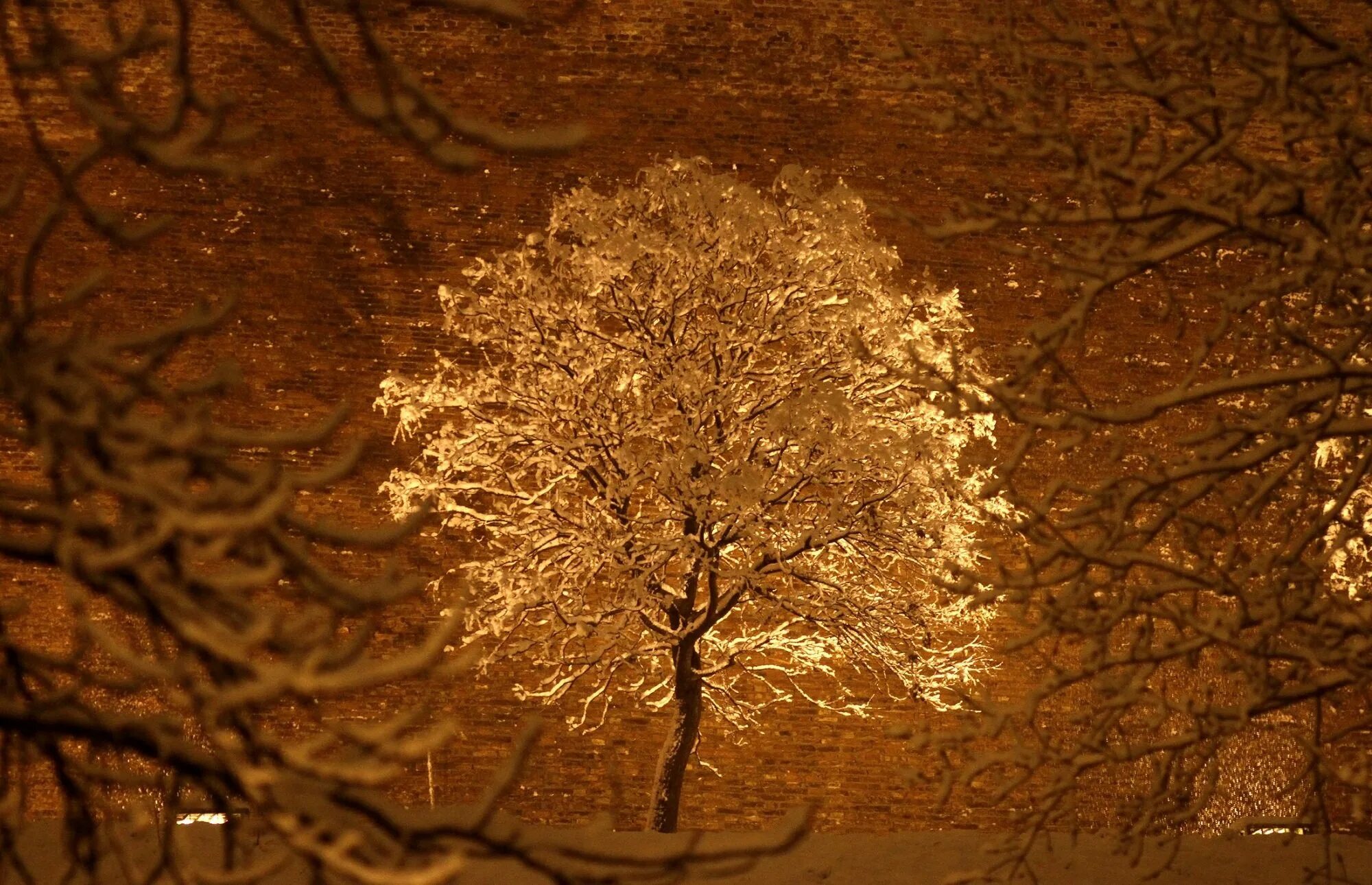 Золотое дерево. Золотистое дерево. Золотая зима. Золотые деревья зимой.