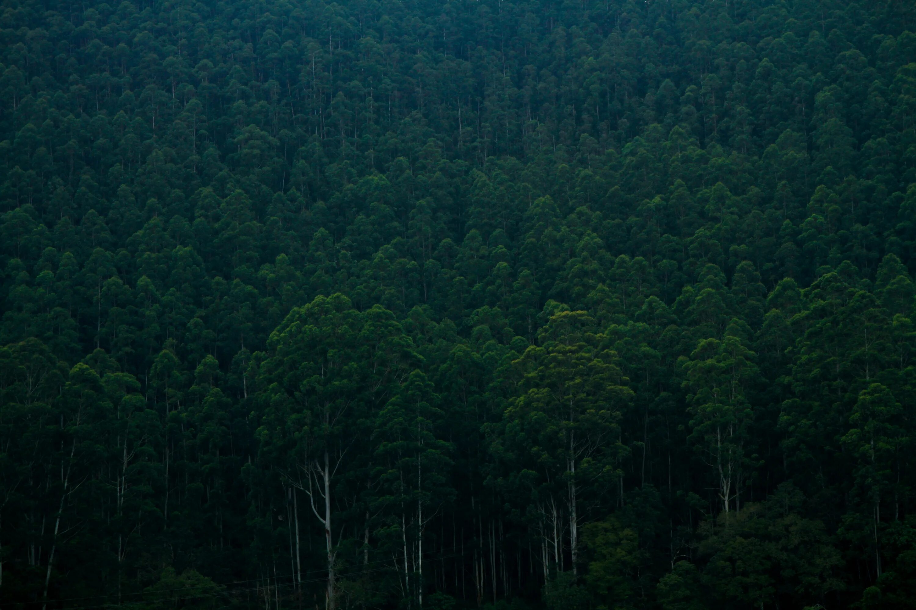 Dense forest
