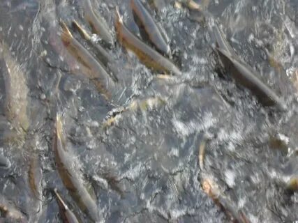В реке амур шла кета на берег