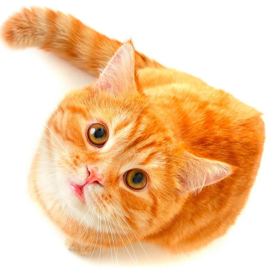 Открытки с рыжими котами. День кошек. Рыжий кот. Кошка на белом фоне. Всемирный день.