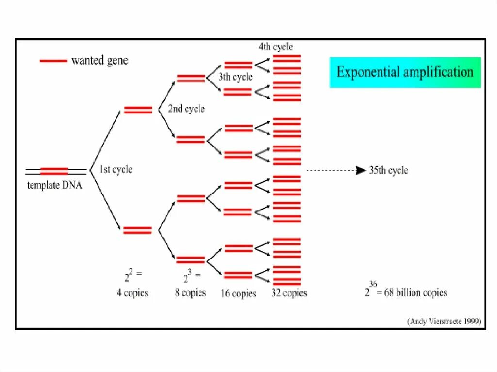 Источник https chemer ru services reactions chains. Polymerase Chain Reaction. Полимеразная цепная реакция. PCR Reaction. Полимеразная цепная реакция презентация.