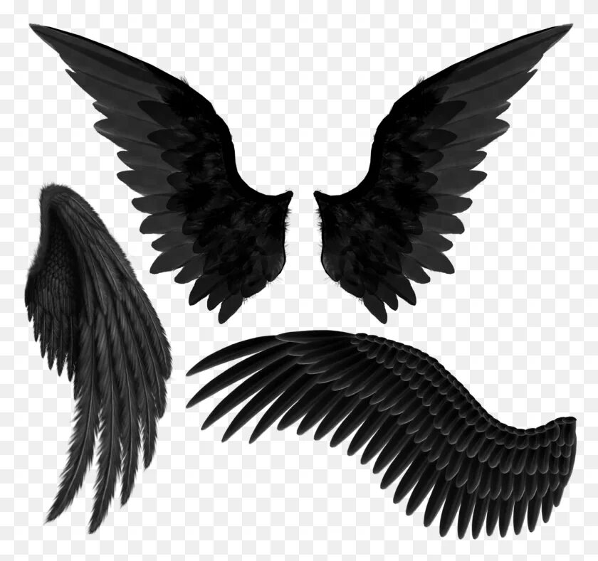 Черное крыло песня. Черные Крылья. Черные ангельские Крылья. Крылья ангела черные. Крылья для фотошопа.