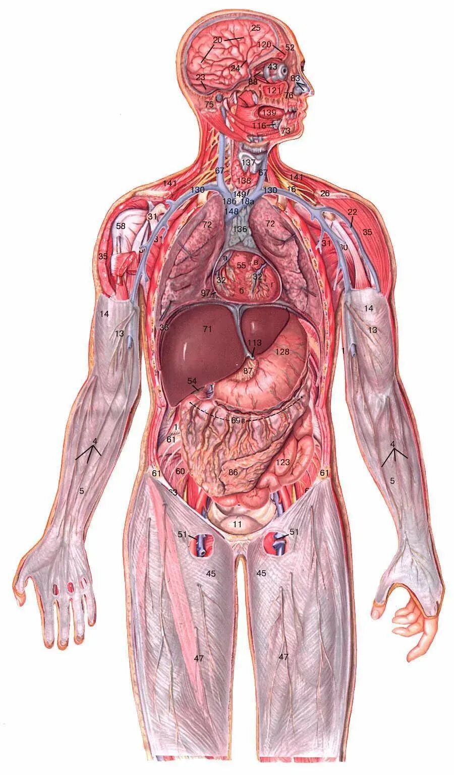 Отдельные органы человека. Органы человека. Внутренние органы человека.