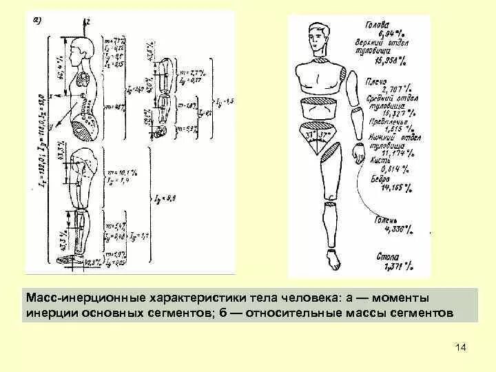 Характеристика массы людей. Общий центр масс тела человека биомеханика. Центр масс тела в биомеханике. Масс-инерционные характеристики тела человека. Центр тяжести человеческого тела.
