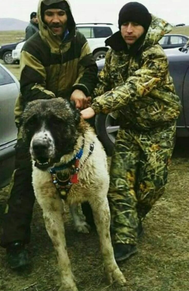 Собаками чечне. Большая чеченская собака. Кавказская овчарка рамзана кадырова. Собаками чечне. Алабай кадырова.
