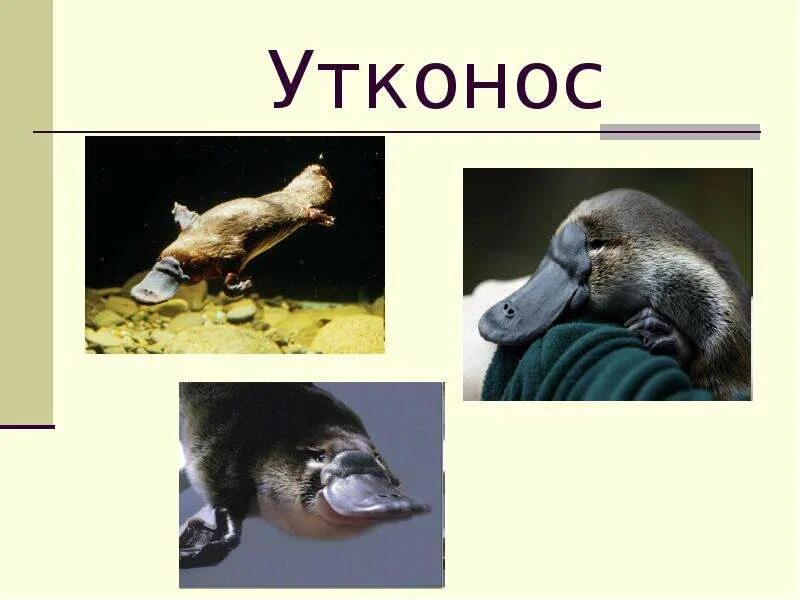 Утконос среда обитания материк. Утконос живет на материке. Утконос и ехидна яйцекладущие млекопитающие. Сумчатый утконос. Утконос живет на материке.
