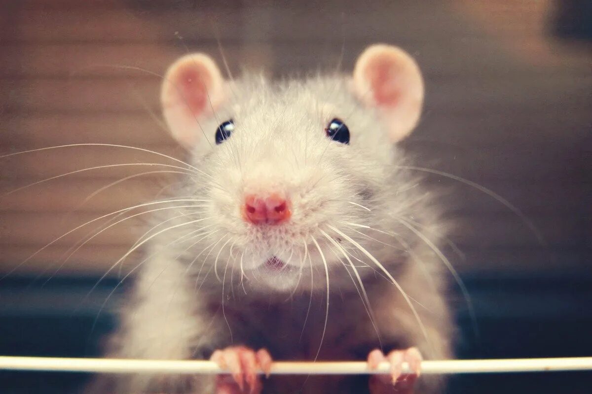 Милая мышь. Крыса. Милые крыски. Смешные крысы. Красивые крысы.