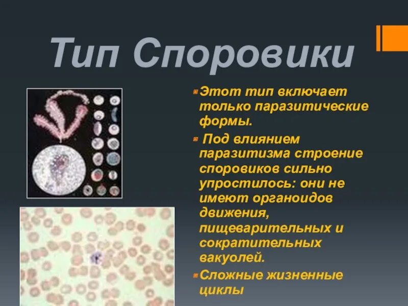 Среда обитания споровиков. Среда обитания споровиков. Среда обитания споровиков. Споровики возбудители. Апикомплексы особенности строения.