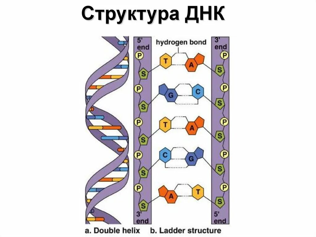 ДНК РНК белок структура. ДНК РНК белок схема. Синтез белка ДНК строение. Структура белка ДНК И РНК. Белковая рнк