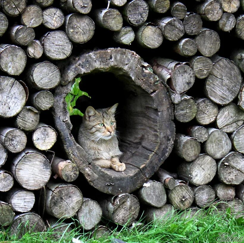 Где кот 16. Кот на дровах. Дрова и котик. Кот в норе.