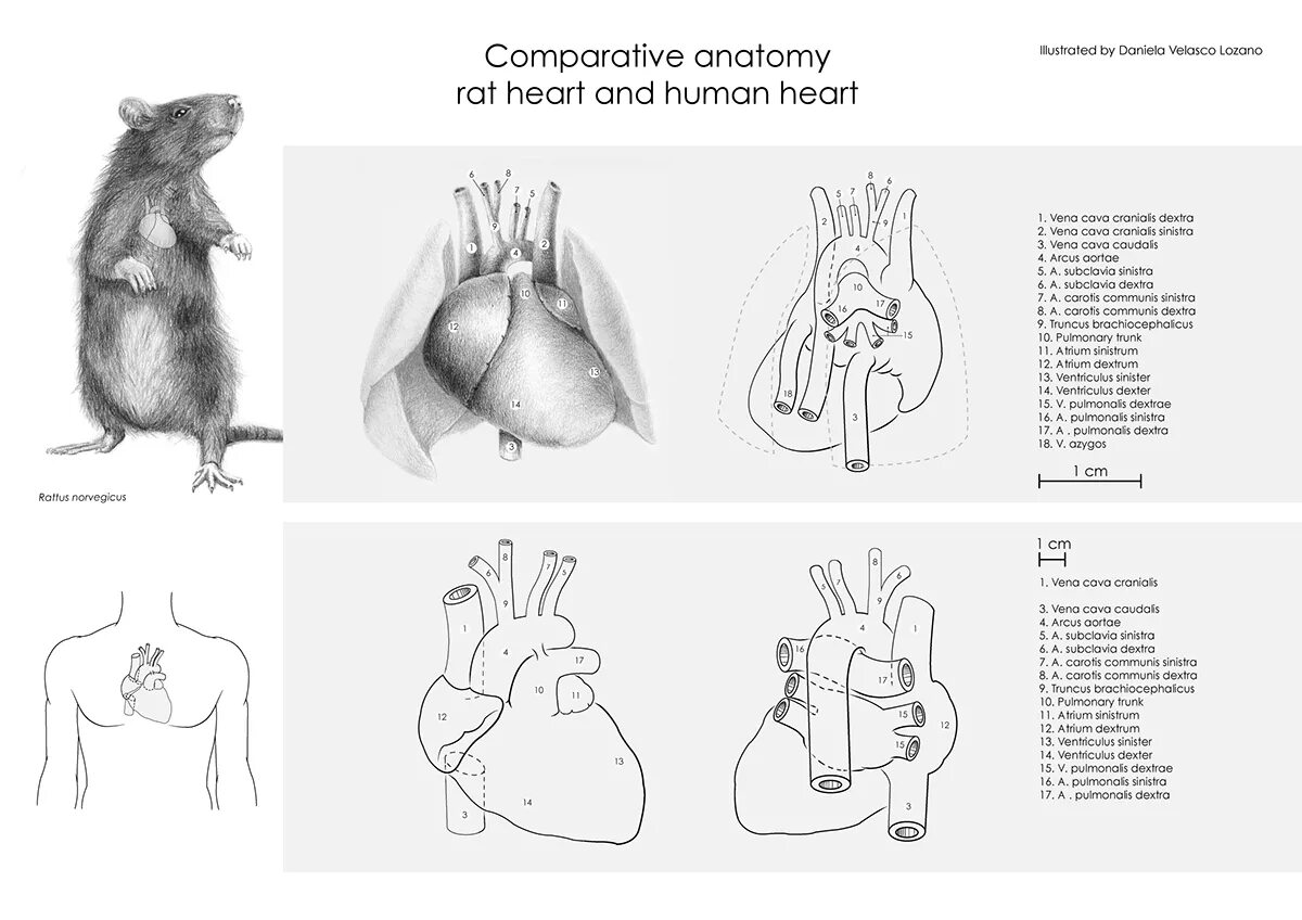 Строение сердца крысы схема. Строение сердца серой крысы. Серая крыса строение