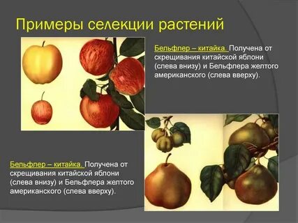 Методы отбора фруктов