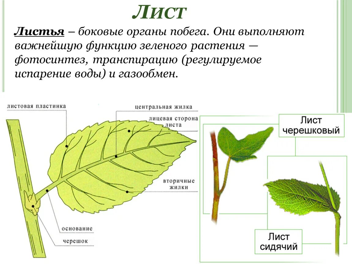 Боковой орган растений