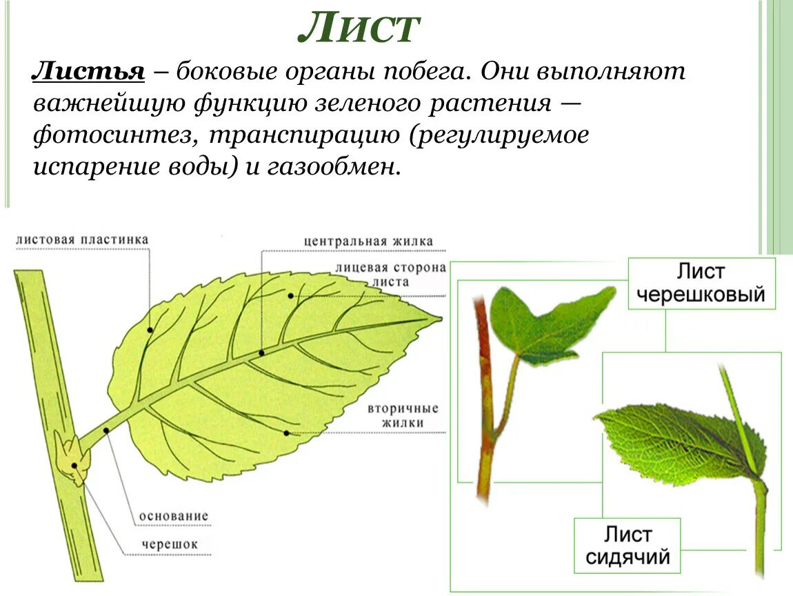 Ое лист. Лист боковой орган побега. Лист по биологии 6 класс побег. Лист вегетативный орган растения. Функции листьев цветкового растения.